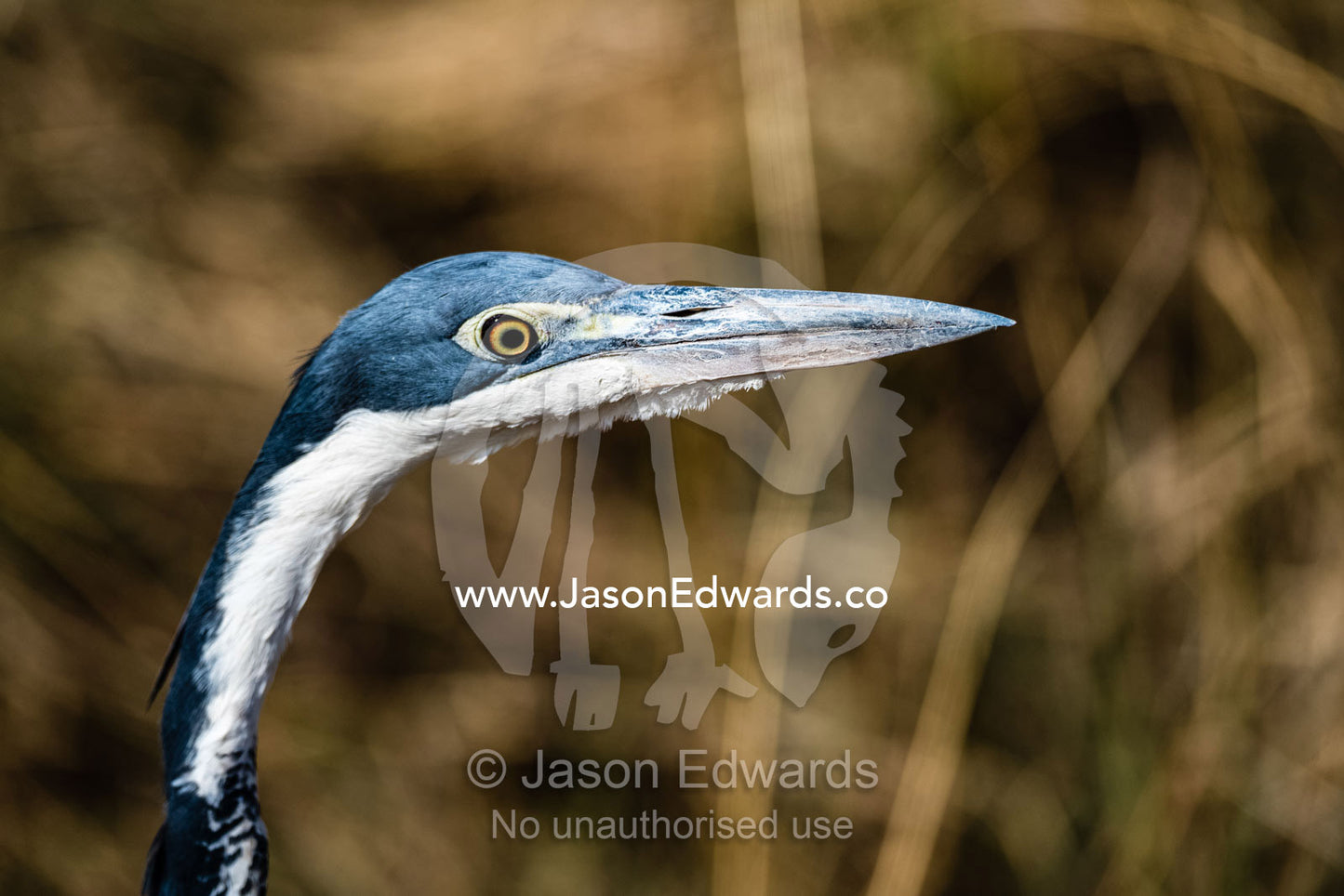 The front facing eyes and pointed beak of a Grey Heron, Ardea cinerea. Serengeti National Park, Tanzania