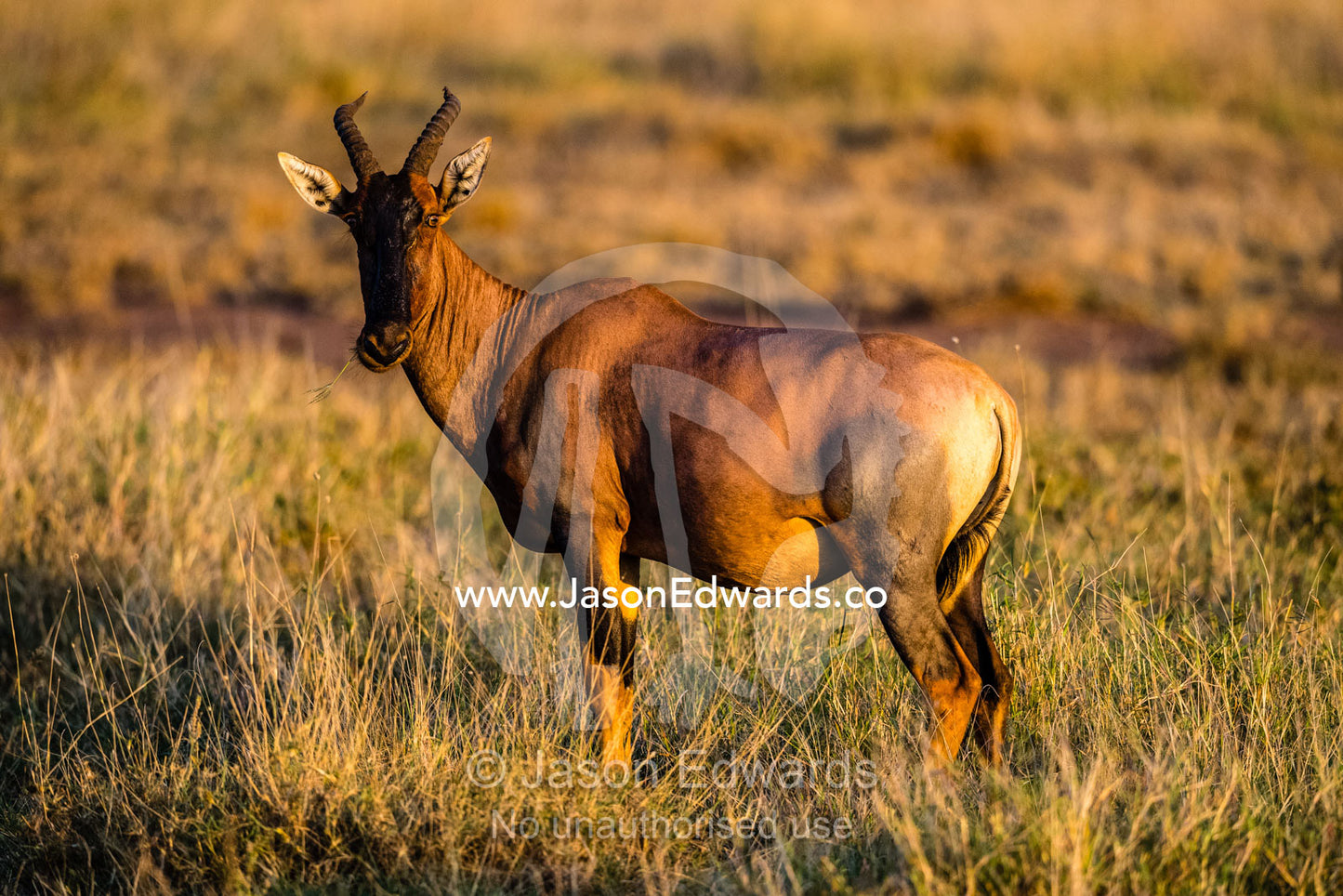 An alert Topi, Damaliscus lunatus jimela, scans the savannah for predators at sunset. Serengeti National Park, Tanzania