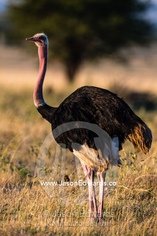A male Ostrich, Struthio camelus, in breeding plumage displaying a pink neck and legs. Serengeti National Park, Tanzania