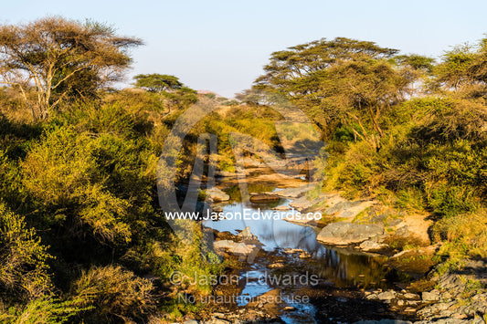 A woodland lines the shore of a boulder strewn river at dawn on the savannah. Serengeti National Park, Tanzania