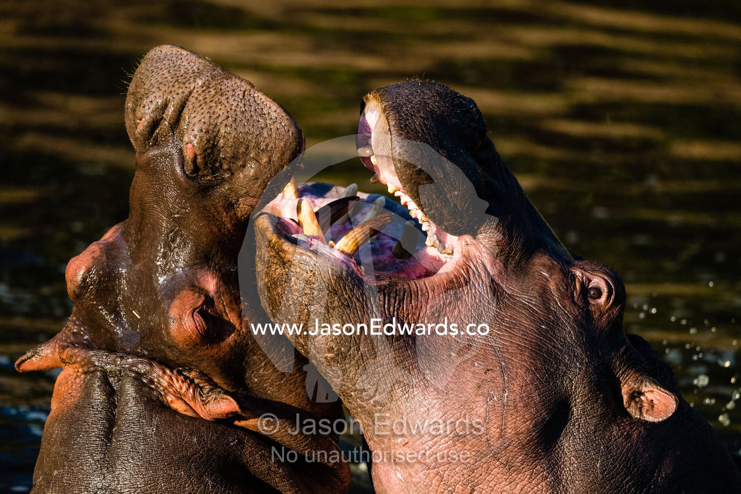 Immature male Hippopotamus, Hippopotamus amphibius, build their strength and fighting skills during mock battles. Serengeti National Park, Tanzania
