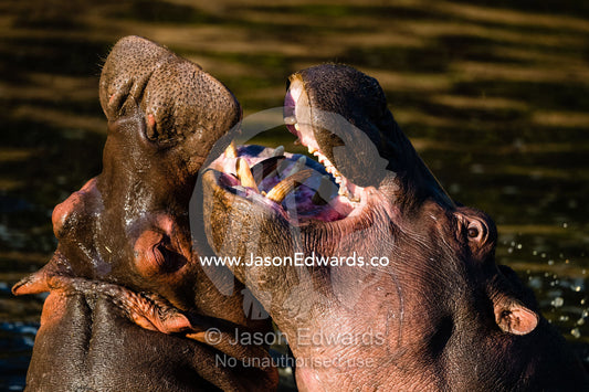 Immature male Hippopotamus, Hippopotamus amphibius, build their strength and fighting skills during mock battles. Serengeti National Park, Tanzania