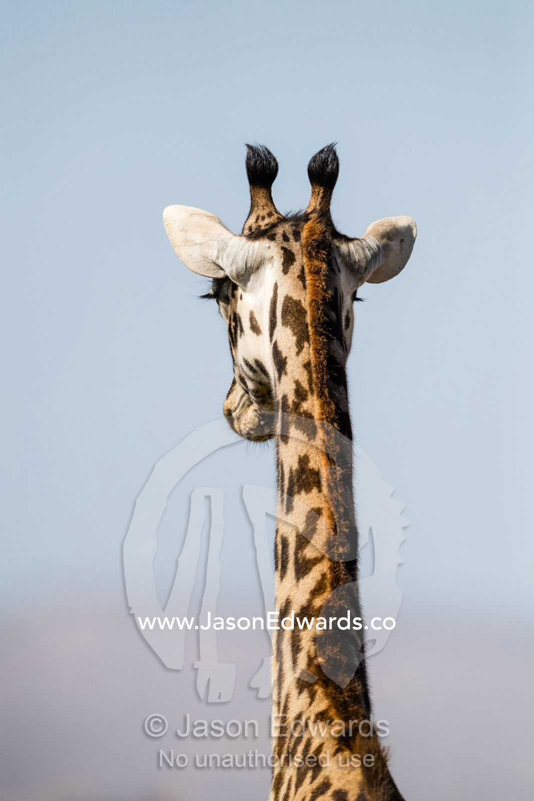 The rear view of a Masai giraffe, Girrafa camelopardalis tippelskirchi, with horn tufts and alert ears listening for threats. Serengeti National Park, Tanzania