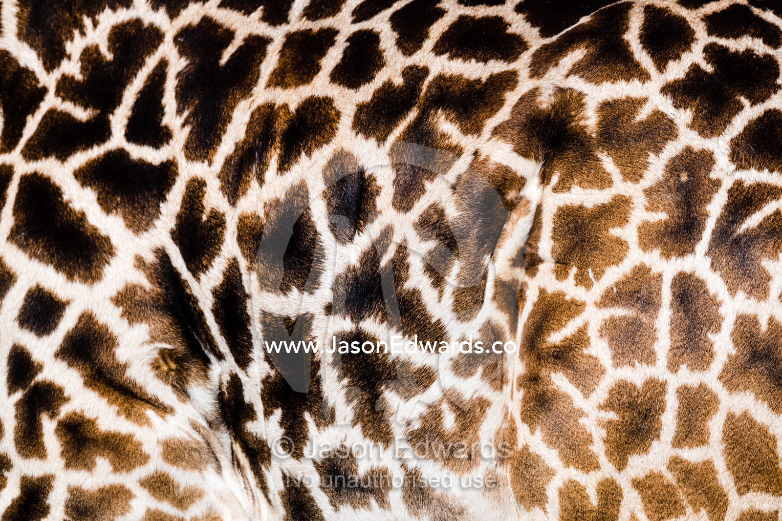 The mosaic jigsaw patterns on the flank hide skin of a Masai giraffe, Girrafa camelopardalis tippelskirchi. Serengeti National Park, Tanzania