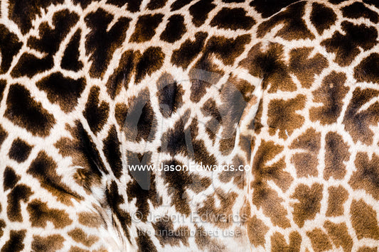 The mosaic jigsaw patterns on the flank hide skin of a Masai giraffe, Girrafa camelopardalis tippelskirchi. Serengeti National Park, Tanzania