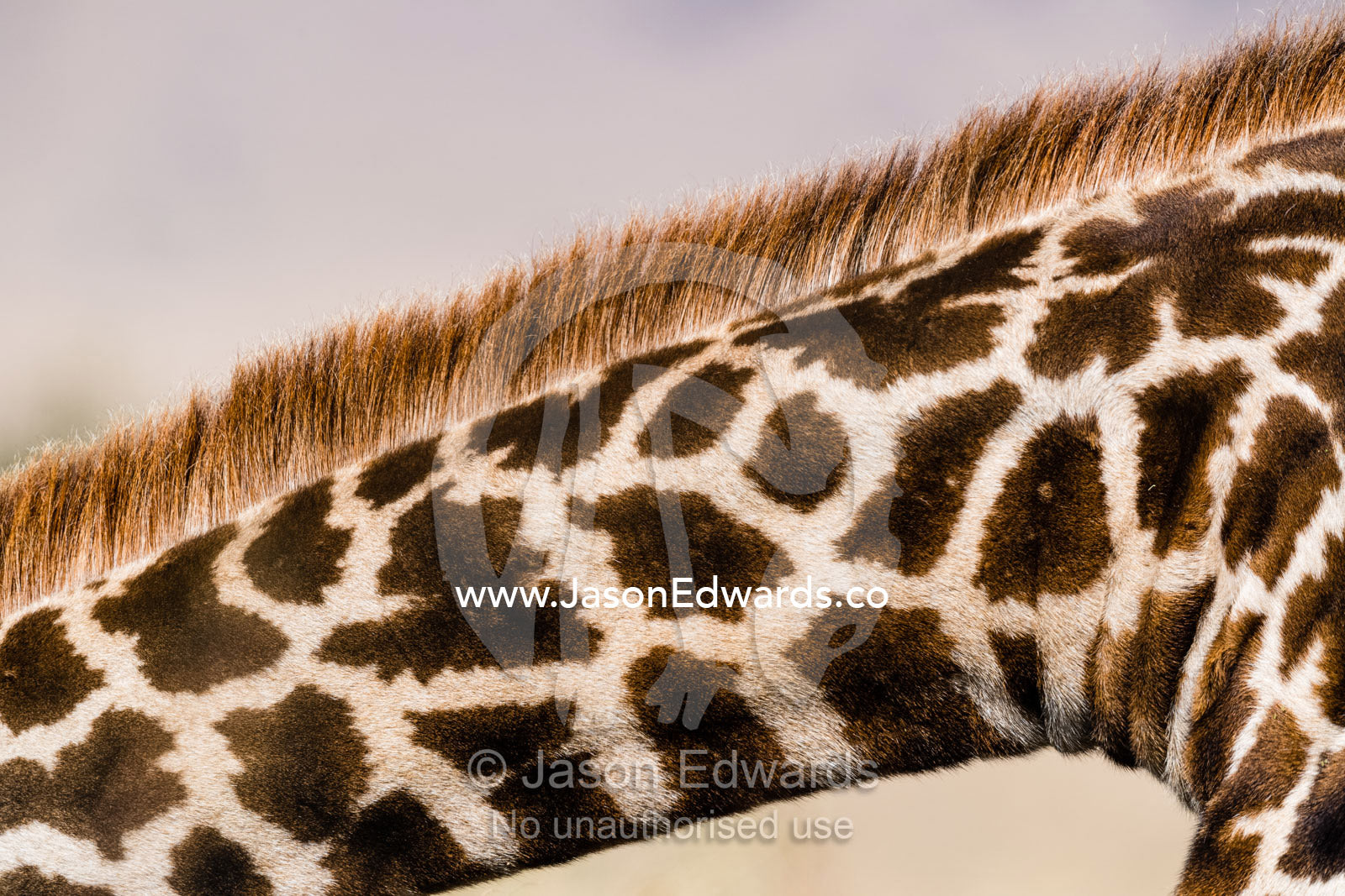The mane fur and mosaic jigsaw patterns on the neck skin of a Masai giraffe, Girrafa camelopardalis tippelskirchi. Serengeti National Park, Tanzania