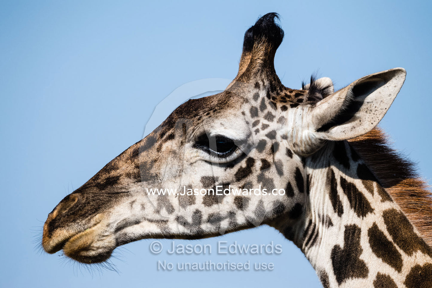 A portrait of a Masai giraffe, Girrafa camelopardalis tippelskirchi, with horn tufts and ears listening to sounds from behind. Serengeti National Park, Tanzania