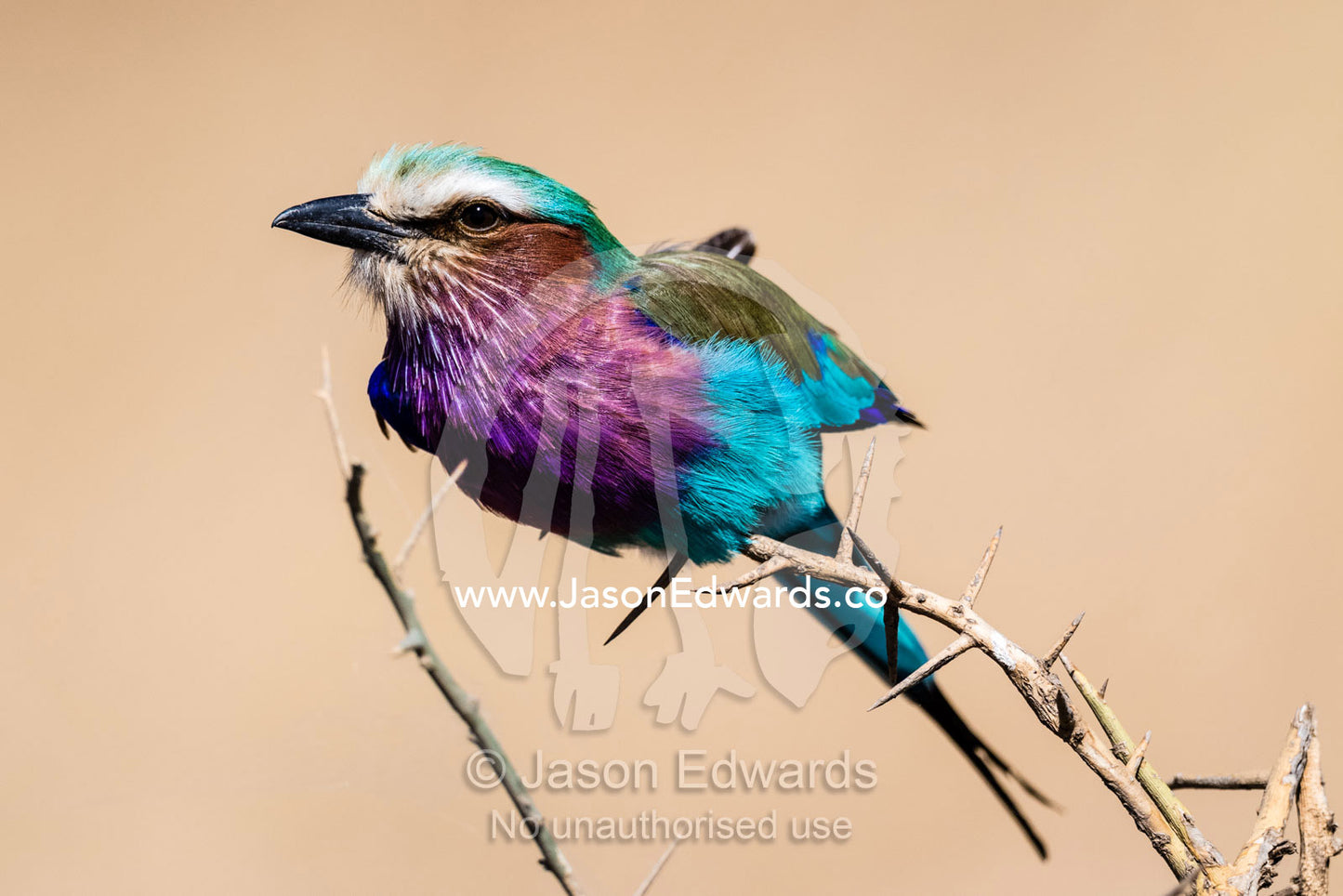 The vibrant and iridescent feather and plumage colors of a Lilac-breasted Roller perched on an acacia. Serengeti National Park, Tanzania