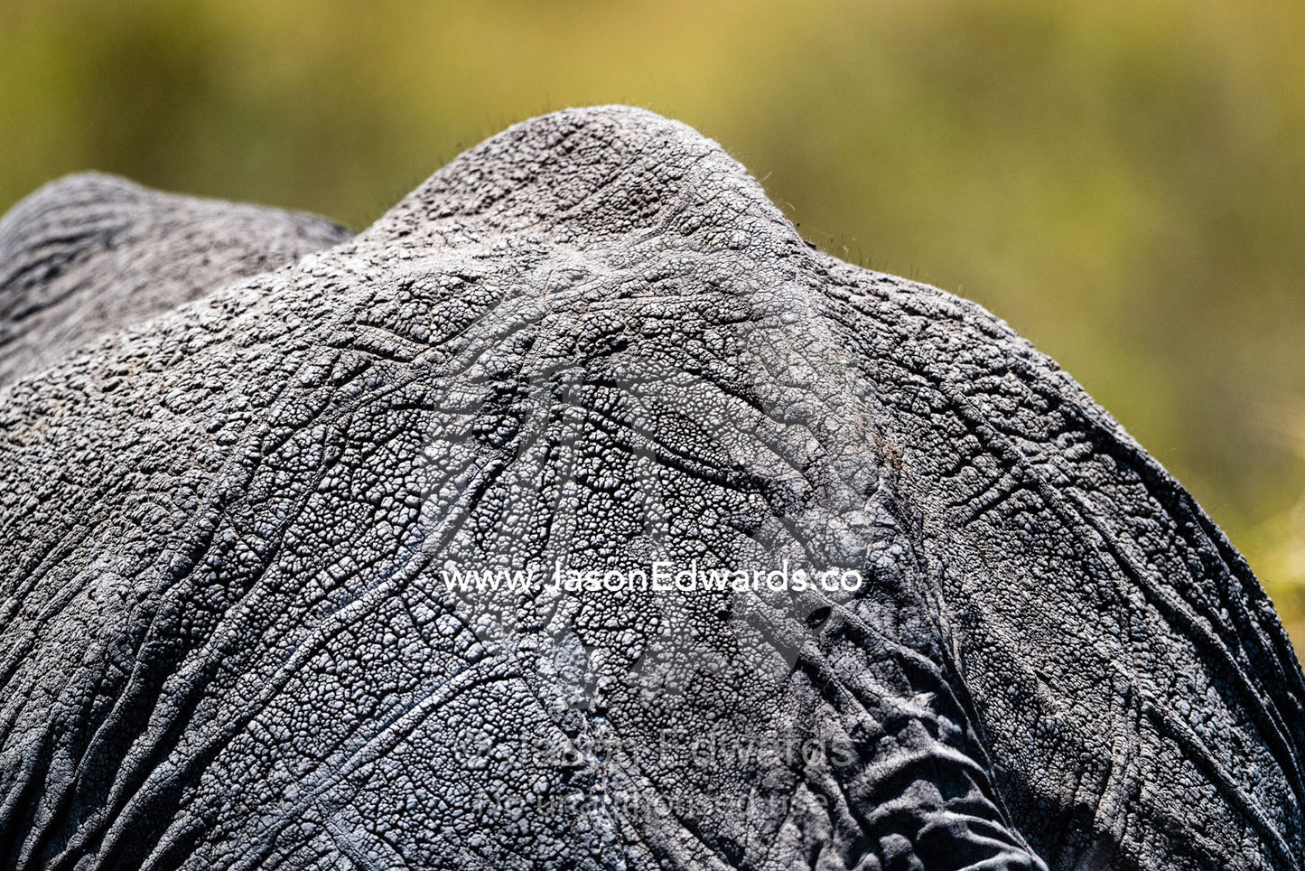 The wrinkled, leathery hide of an African Elephant stretched over it's sine and back. Serengeti National Park, Tanzania