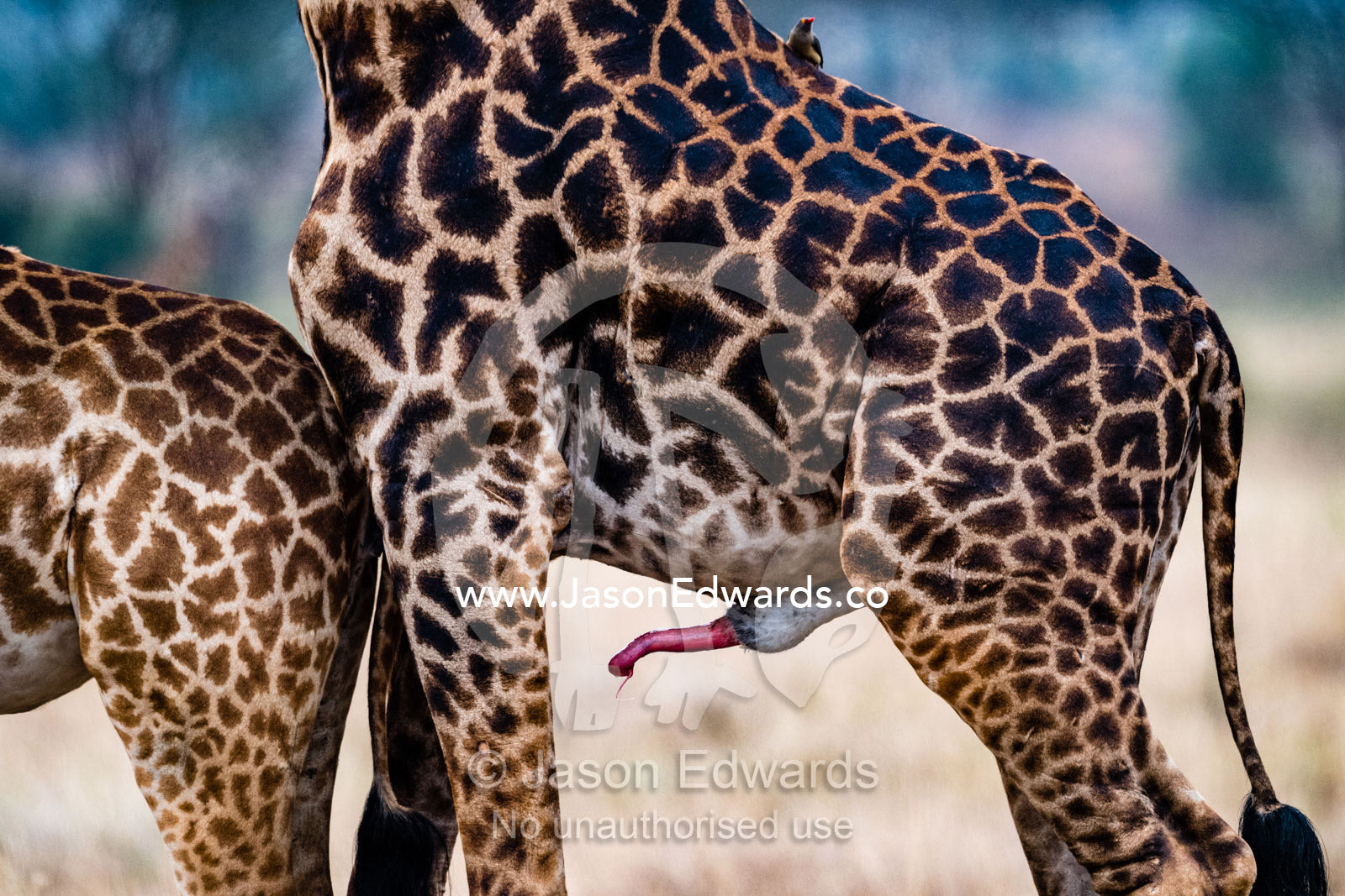 The erect penis of a male Masai giraffe, Girrafa camelopardalis tippelskirchi, bull following a cow in oestrus for mating. Serengeti National Park, Tanzania