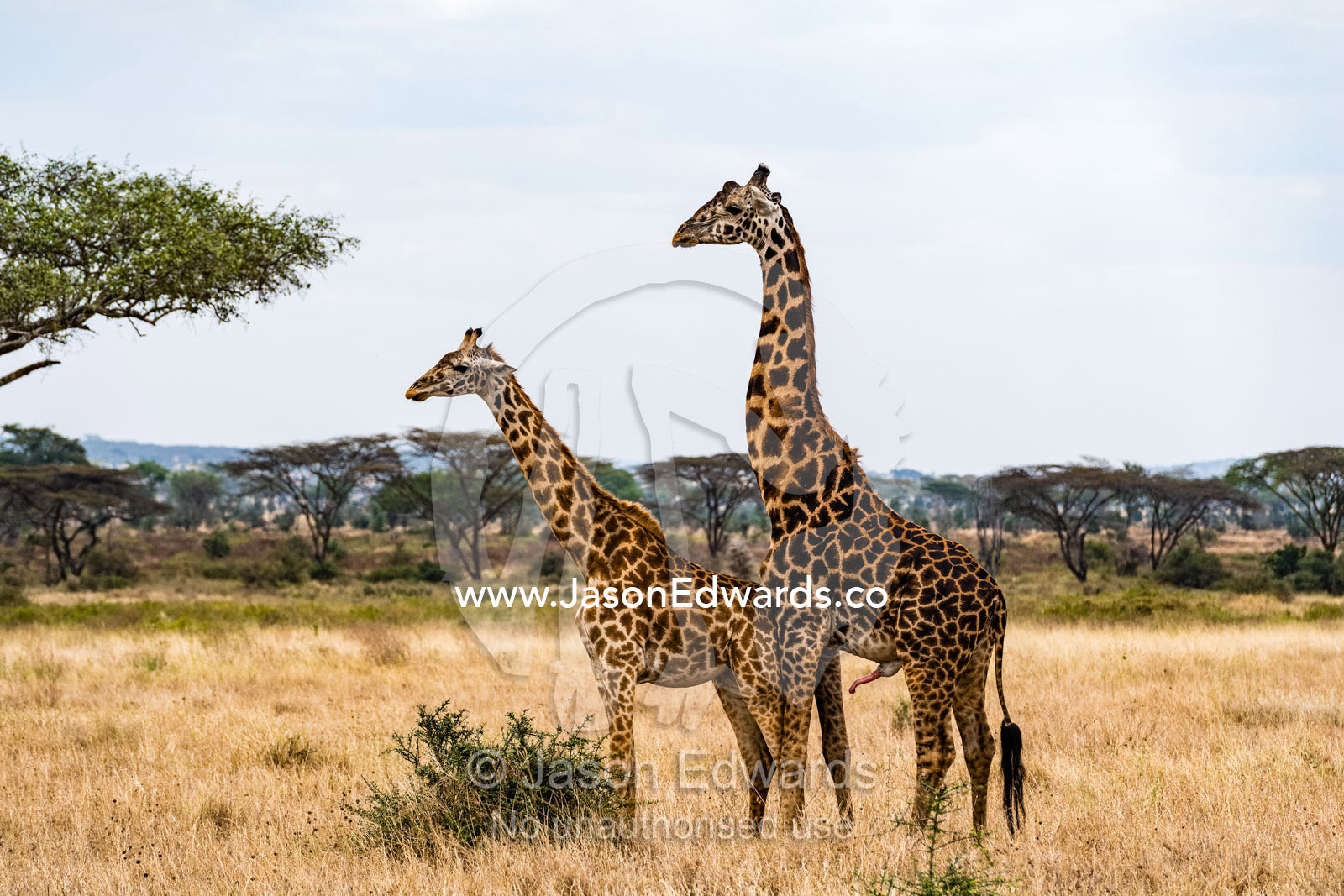 The erect penis of a male Masai giraffe, Girrafa camelopardalis tippelskirchi, bull following a cow in oestrus for mating. Serengeti National Park, Tanzania