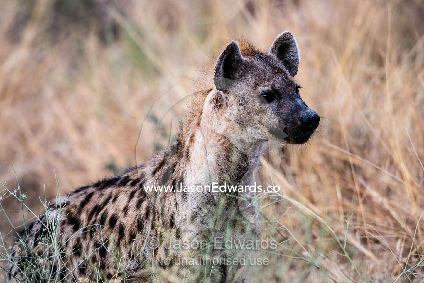 An alert Spotted Hyena, Crocuta crocuta, watching lions on a kill. Serengeti National Park, Tanzania