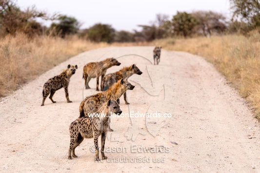 A pack of Spotted Hyena, Crocuta crocuta, patrolling along a dirt track in a national park. Serengeti National Park, Tanzania