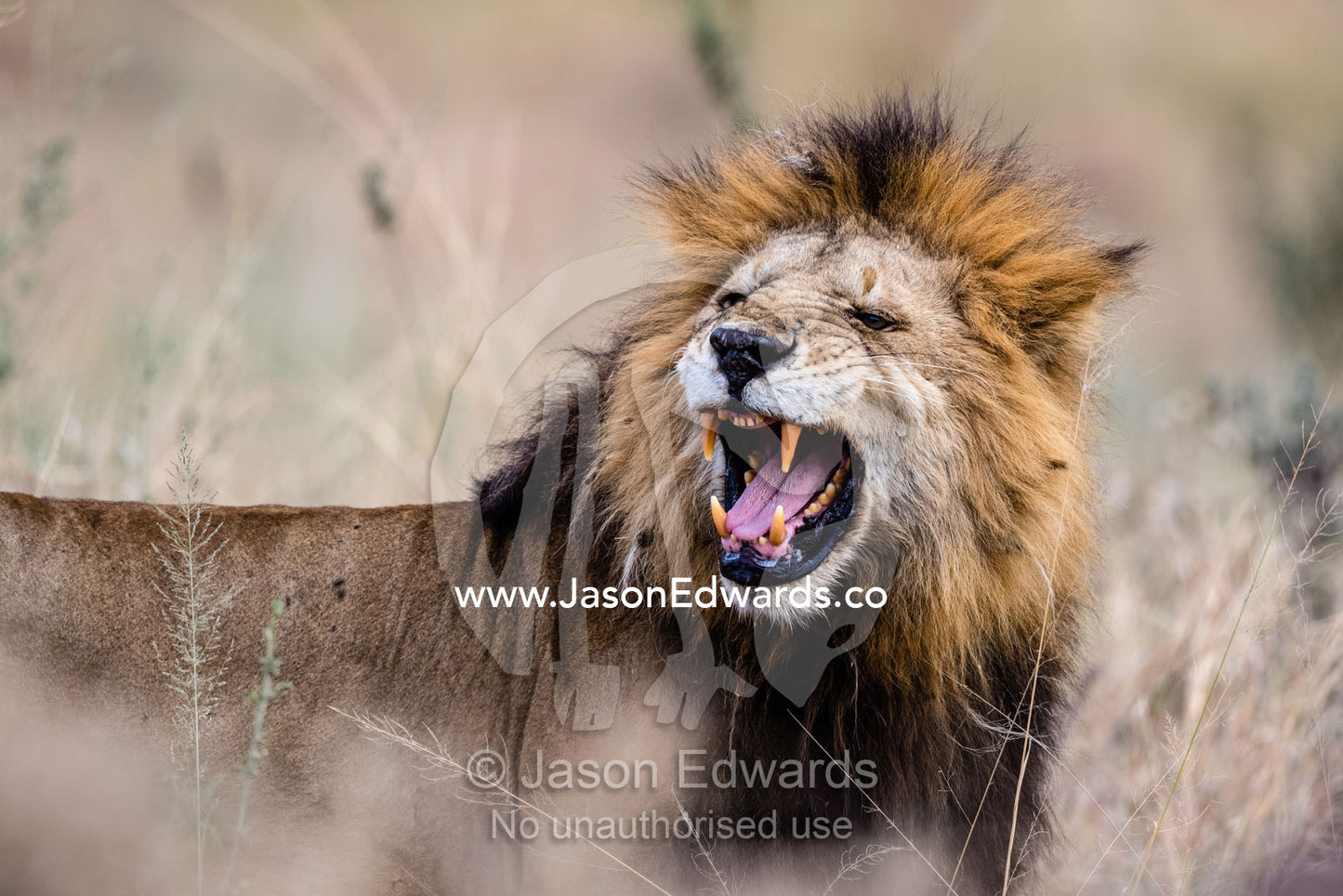 A male Lion scents a female in oestrus doing the flehmen response using the vomeronasal organ. Serengeti National Park, Tanzania