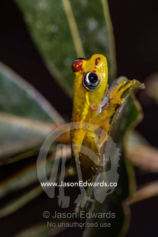 A Central bright-eyed Frog, Boophis rappiodes, perched on a leaf in the forest. Andasibe-Mantadia National Park, Alaotra-Mangoro Region, Madagascar