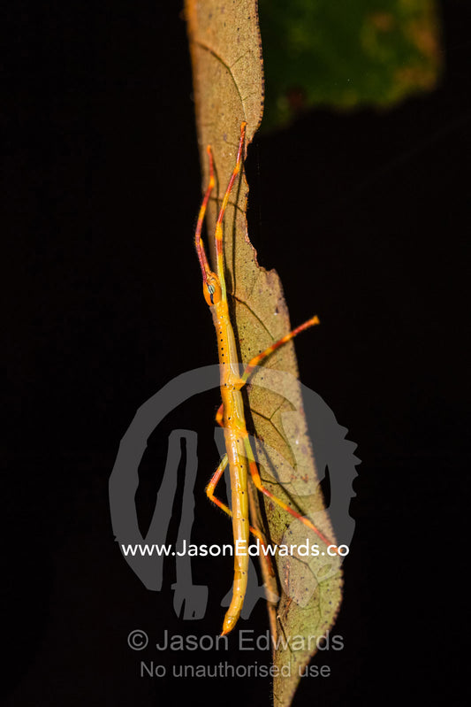 A colorful stick insect attached to a leaf in the forest at night. Andasibe-Mantadia National Park, Alaotra-Mangoro Region, Madagascar