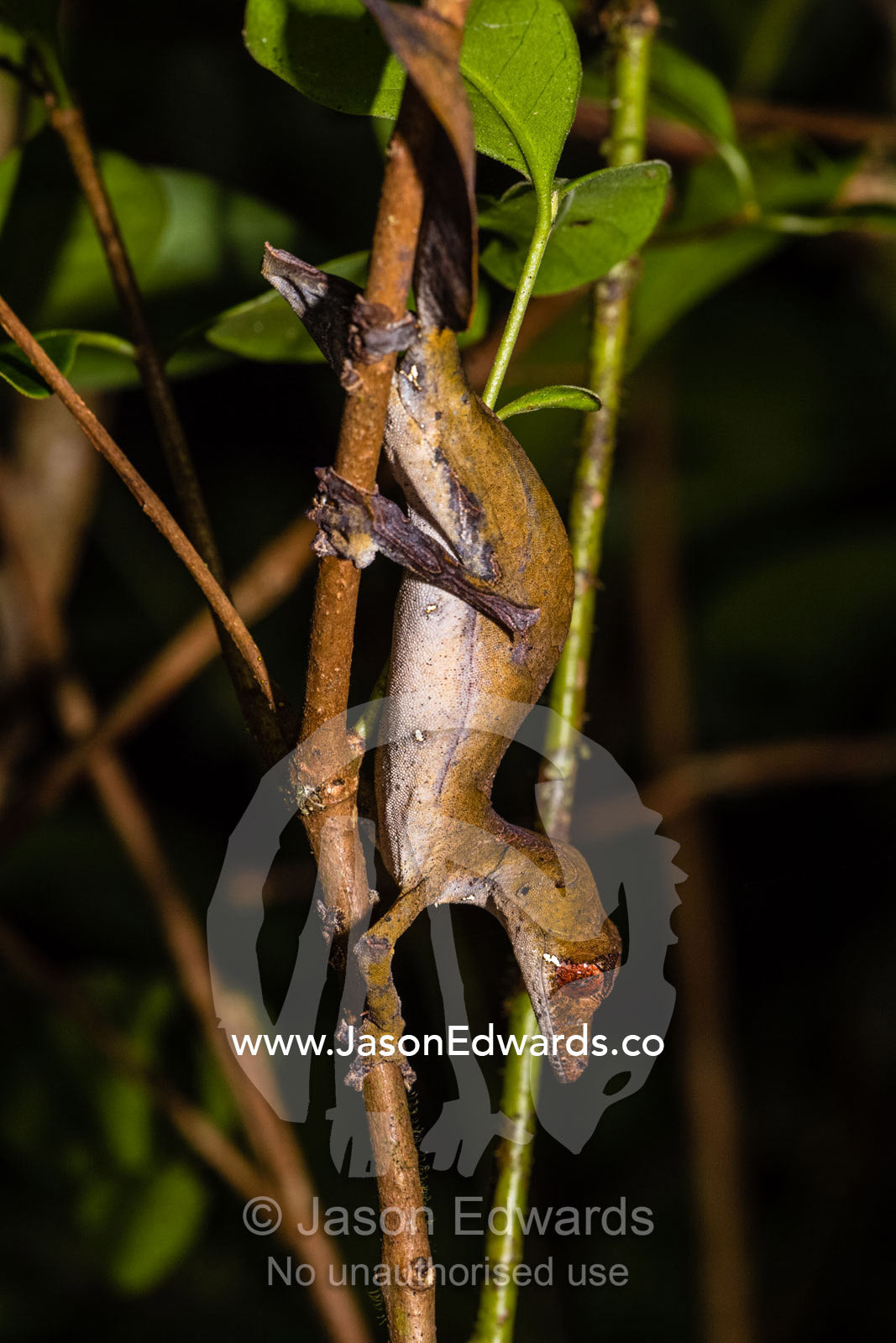 A Satanic leaf-tailed Gecko, Uroplatus phantasticus, hunting in the forest at night. Andasibe-Mantadia National Park, Alaotra-Mangoro Region, Madagascar