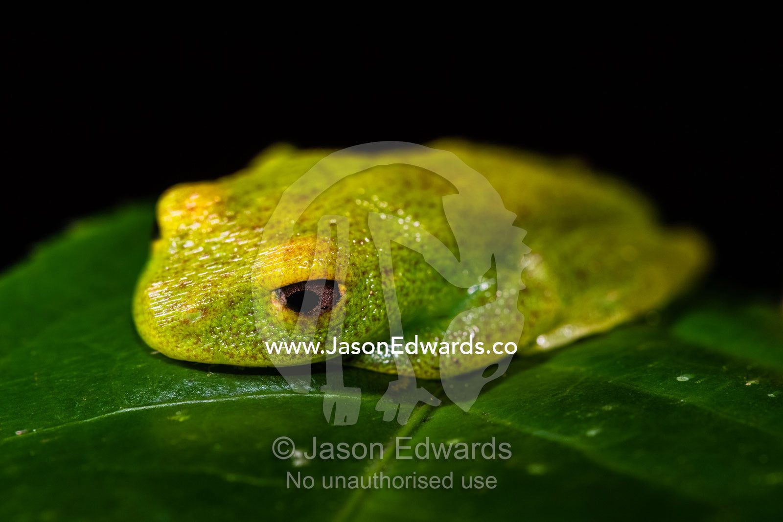 A Green Bright-eyed Frog, Boophis viridis, resting on a forest leaf at night. Andasibe-Mantadia National Park, Alaotra-Mangoro Region, Madagascar