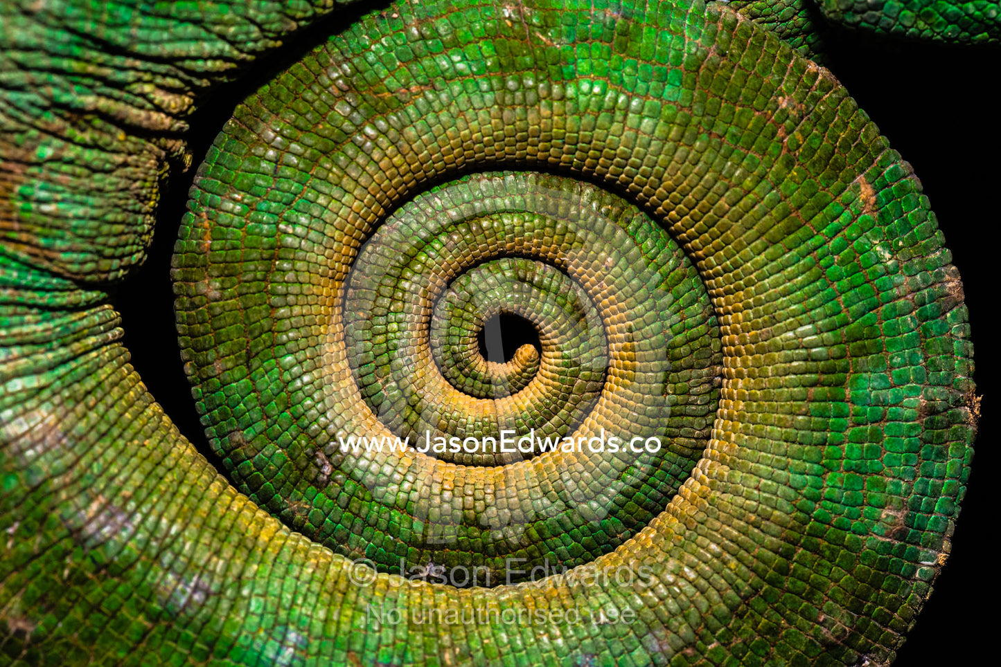 The coiled and scaled texture of a threatened Parson's Chameleon, Calumma parsonii, tail wound tight. Andasibe-Mantadia National Park, Alaotra-Mangoro Region, Madagascar