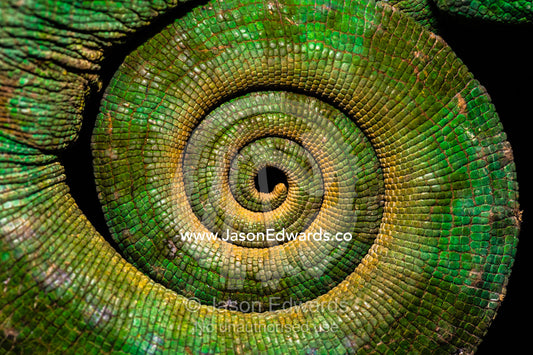 The coiled and scaled texture of a threatened Parson's Chameleon, Calumma parsonii, tail wound tight. Andasibe-Mantadia National Park, Alaotra-Mangoro Region, Madagascar
