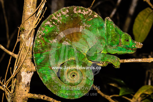 A threatened Parson's Chameleon, Calumma parsonii, resting on a branch in the forest at night. Andasibe-Mantadia National Park, Alaotra-Mangoro Region, Madagascar