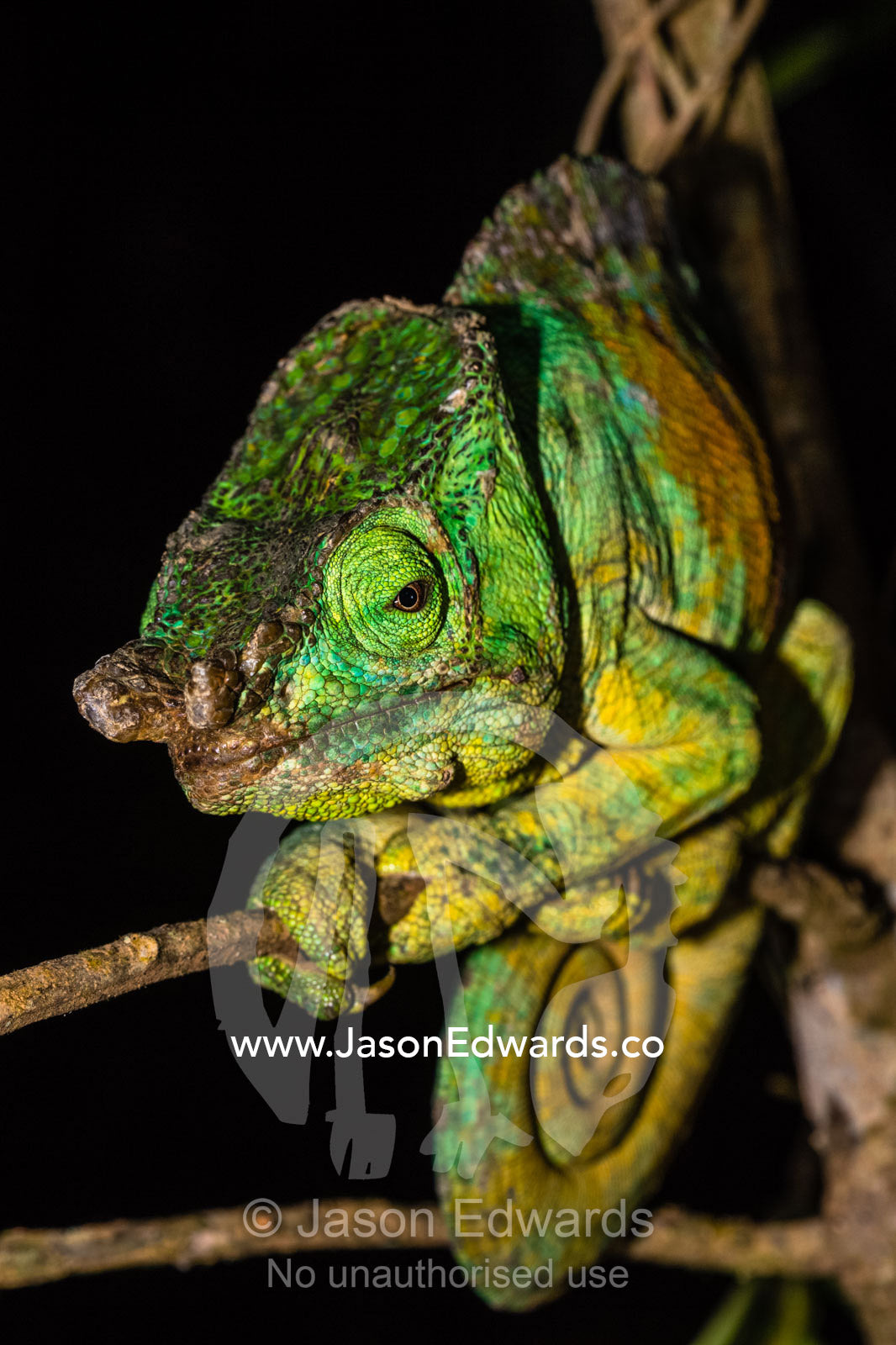 The scaled and horned face of a threatened Parson's Chameleon, Calumma parsonii, with it's rotating eye. Andasibe-Mantadia National Park, Alaotra-Mangoro Region, Madagascar