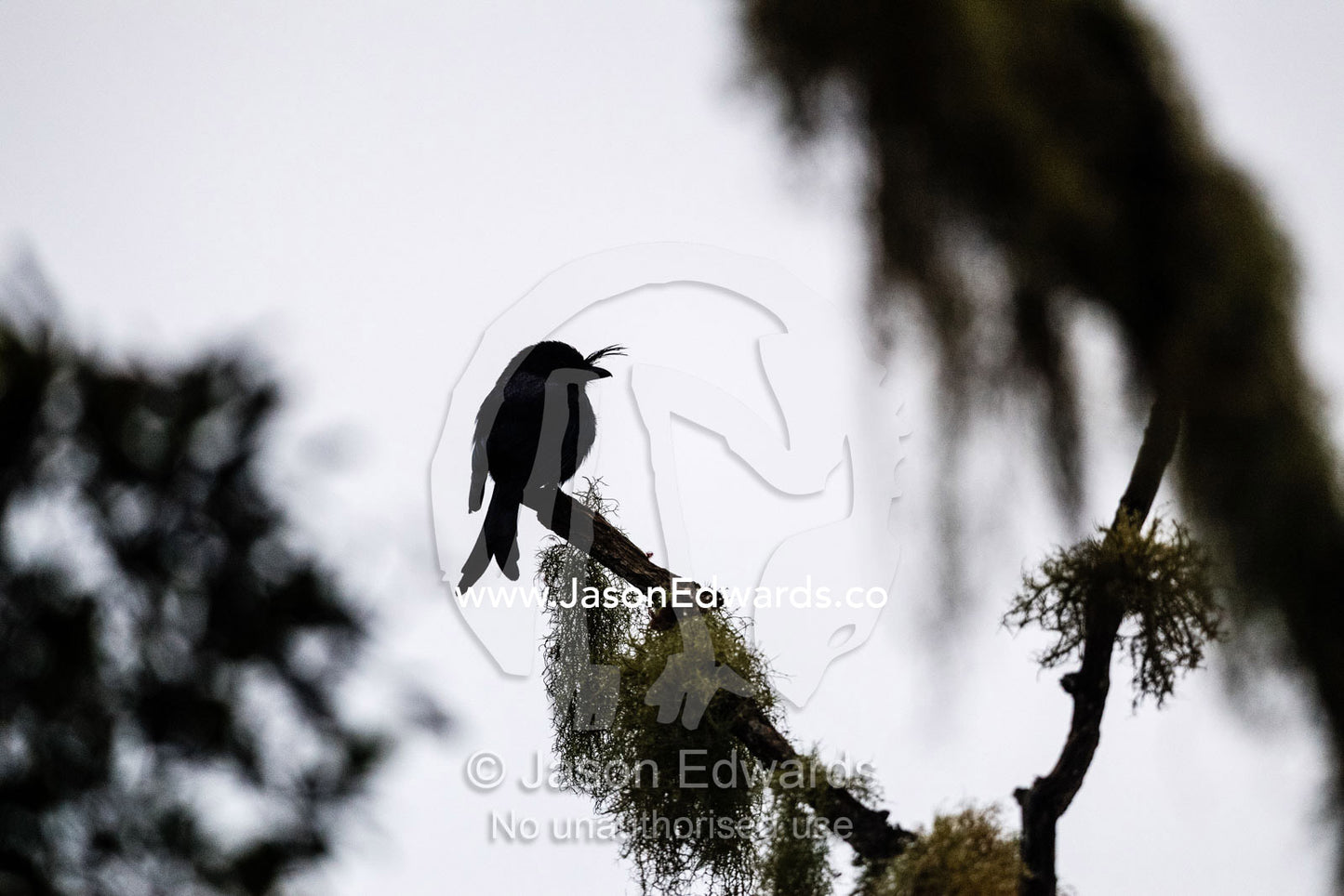A silhouette of a Madagascar Crested Drongo, Dicrurus forficatus, roosting on a branch. Andasibe-Mantadia National Park, Alaotra-Mangoro Region, Madagascar