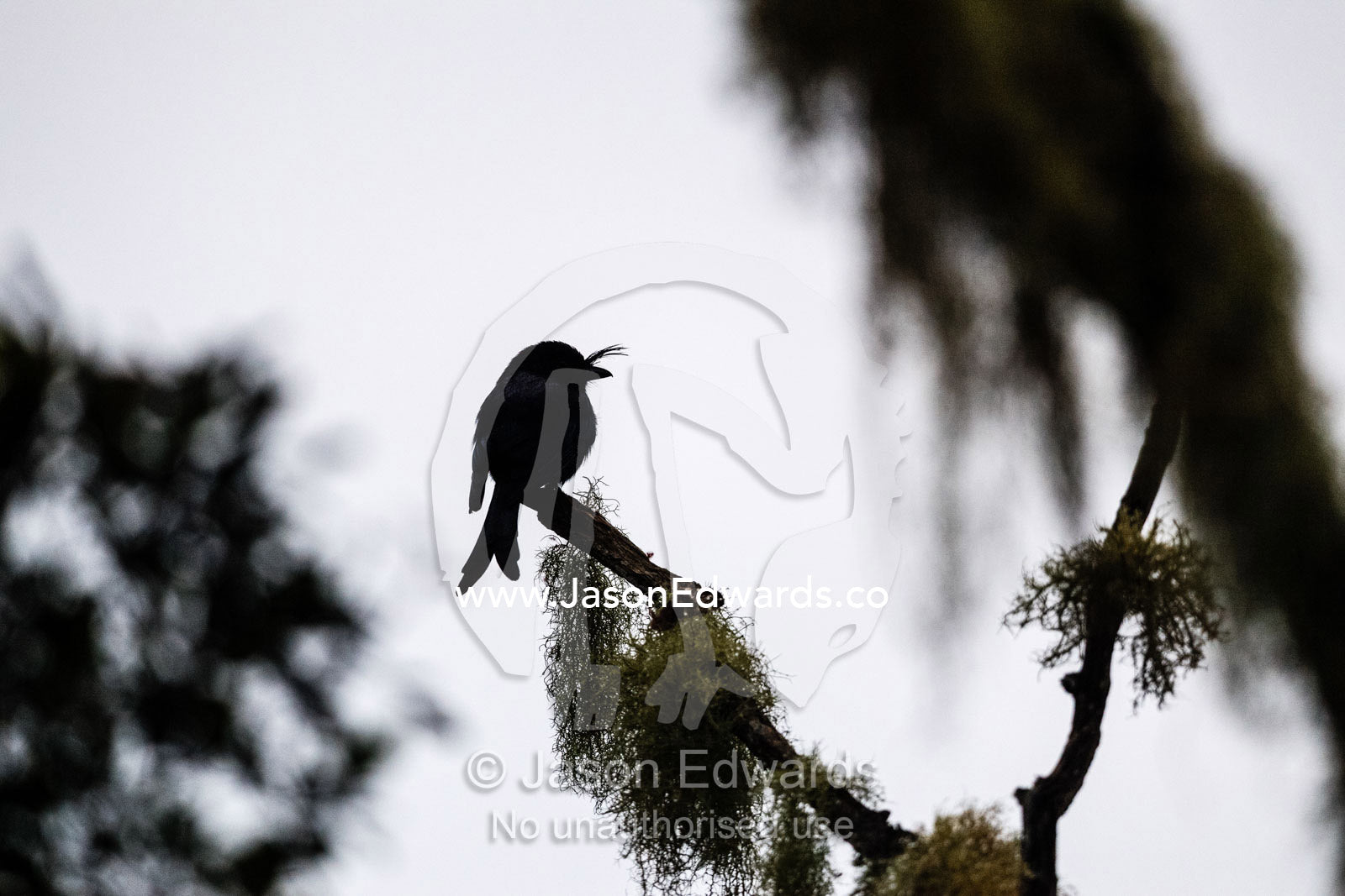 A silhouette of a Madagascar Crested Drongo, Dicrurus forficatus, roosting on a branch. Andasibe-Mantadia National Park, Alaotra-Mangoro Region, Madagascar