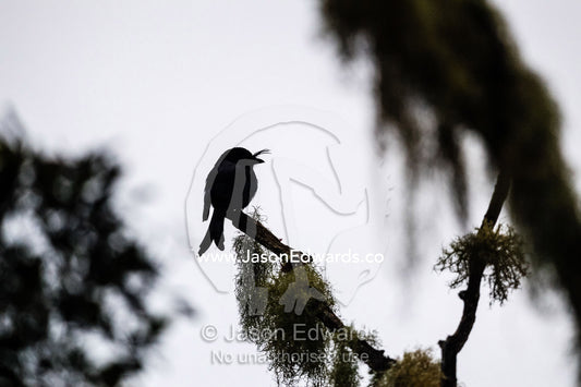 A silhouette of a Madagascar Crested Drongo, Dicrurus forficatus, roosting on a branch. Andasibe-Mantadia National Park, Alaotra-Mangoro Region, Madagascar