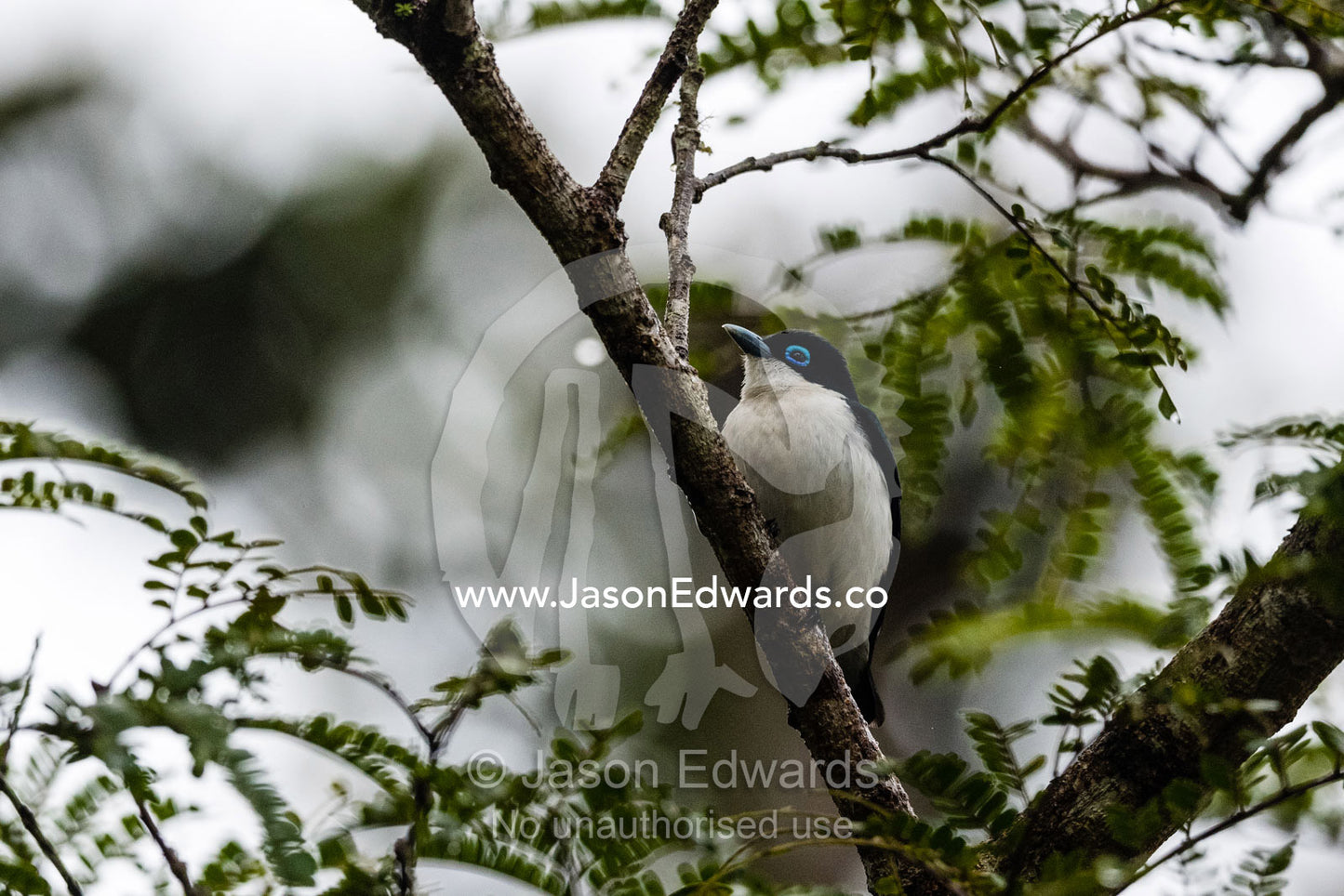The blue eye ring of a Madagascar Chabert vanga, Leptopterus chabert, roosting in a forest tree. Andasibe-Mantadia National Park, Alaotra-Mangoro Region, Madagascar