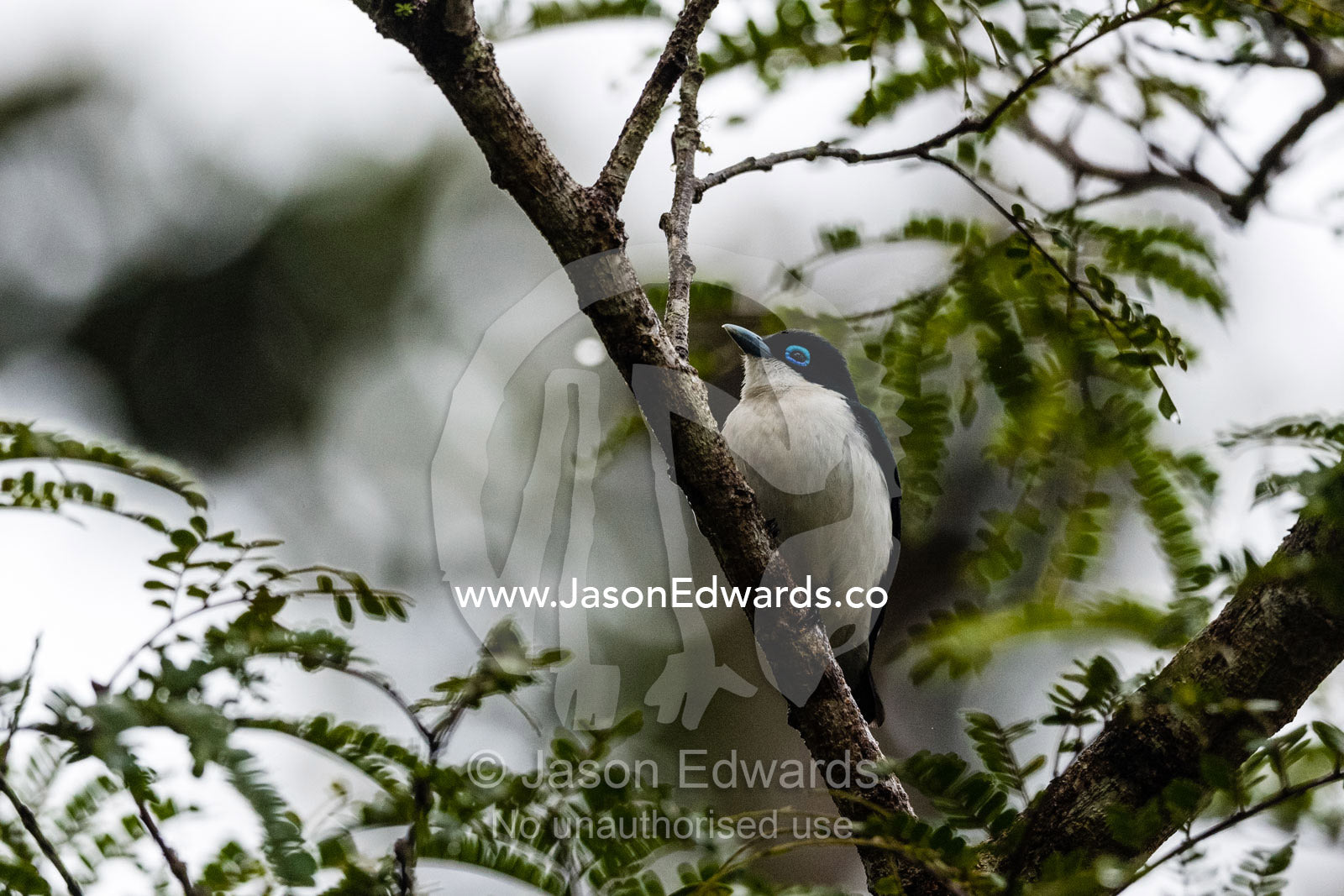 The blue eye ring of a Madagascar Chabert vanga, Leptopterus chabert, roosting in a forest tree. Andasibe-Mantadia National Park, Alaotra-Mangoro Region, Madagascar