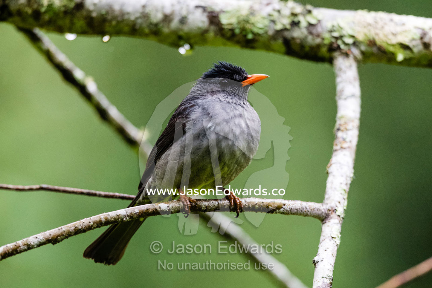 A Madagascar Bulbul, Hypsipetes madagascariensis, songbird roosting on a branch in the rain. Andasibe-Mantadia National Park, Alaotra-Mangoro Region, Madagascar