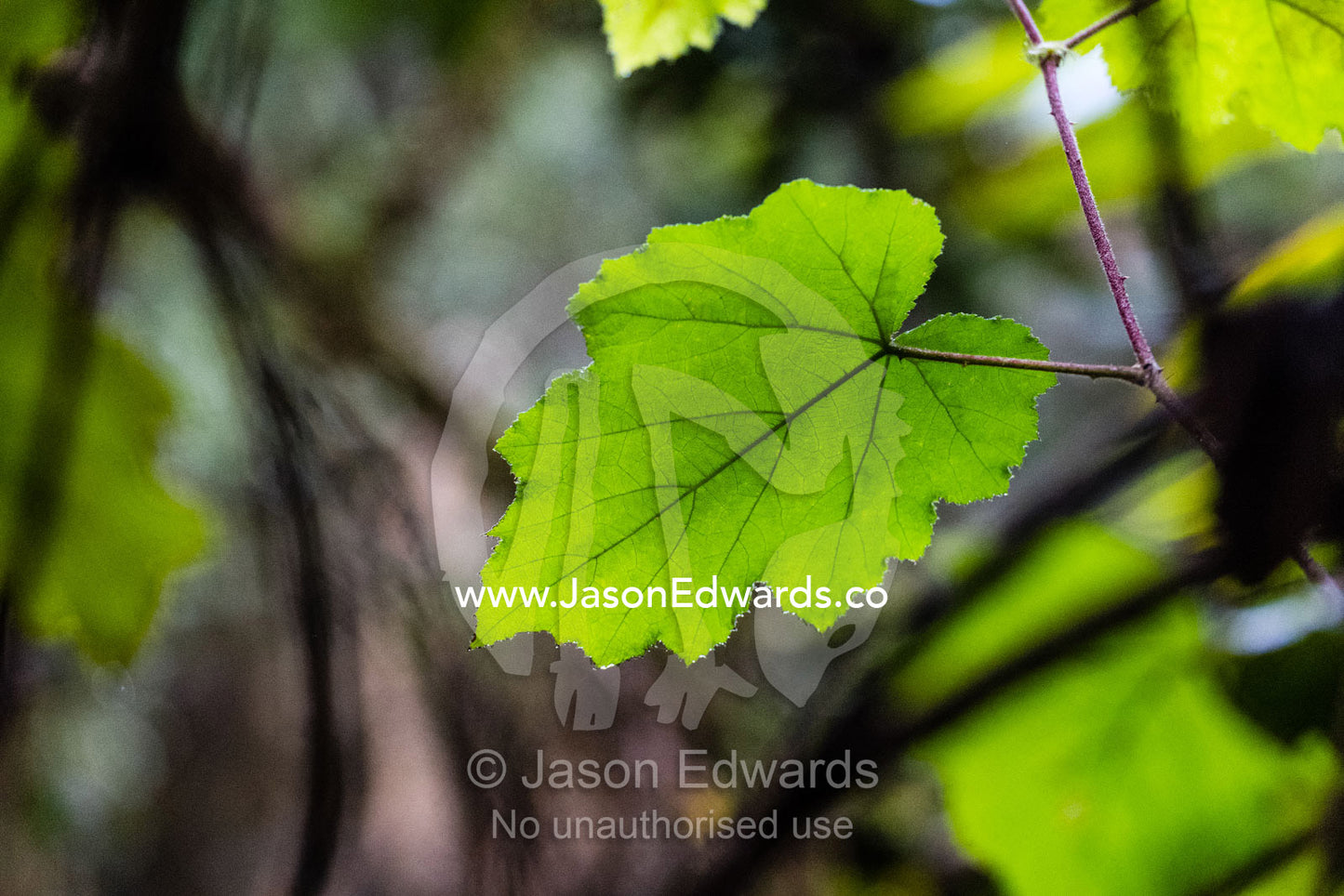 A Wild grape, Rubusvine sp., leaf backlit in the forest displays it's structural veins. Andasibe-Mantadia National Park, Alaotra-Mangoro Region, Madagascar