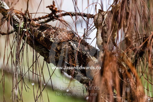 A Short-horned Chameleon, Calumna brevicorne, camouflaged on a tree branch among pine needles. Andasibe-Mantadia National Park, Alaotra-Mangoro Region, Madagascar