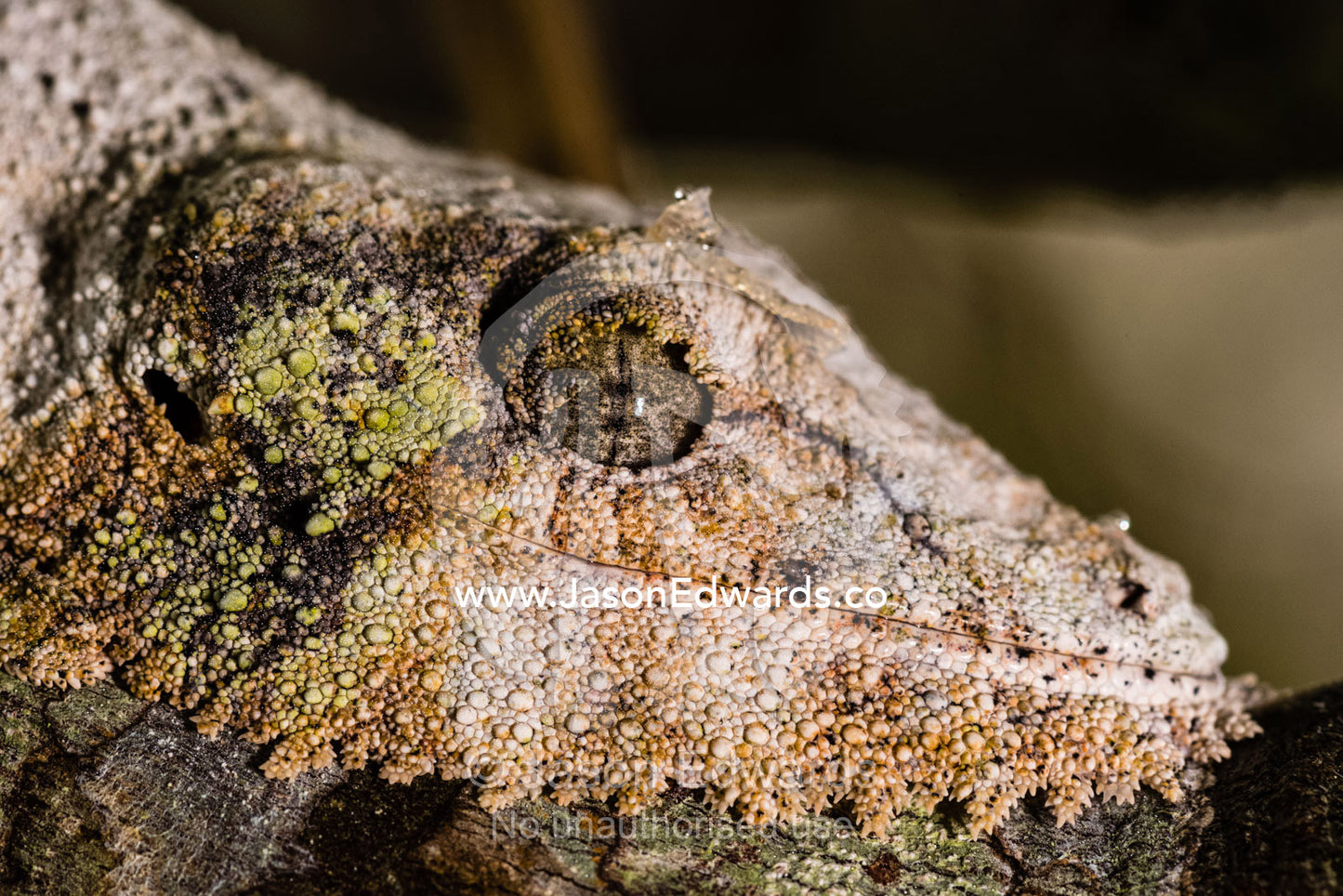 The prehistoric scaled face and beard of a vulnerable Henkels leaf-tailed Gecko, Uroplatus henkeli. Andasibe-Mantadia National Park, Alaotra-Mangoro Region, Madagascar