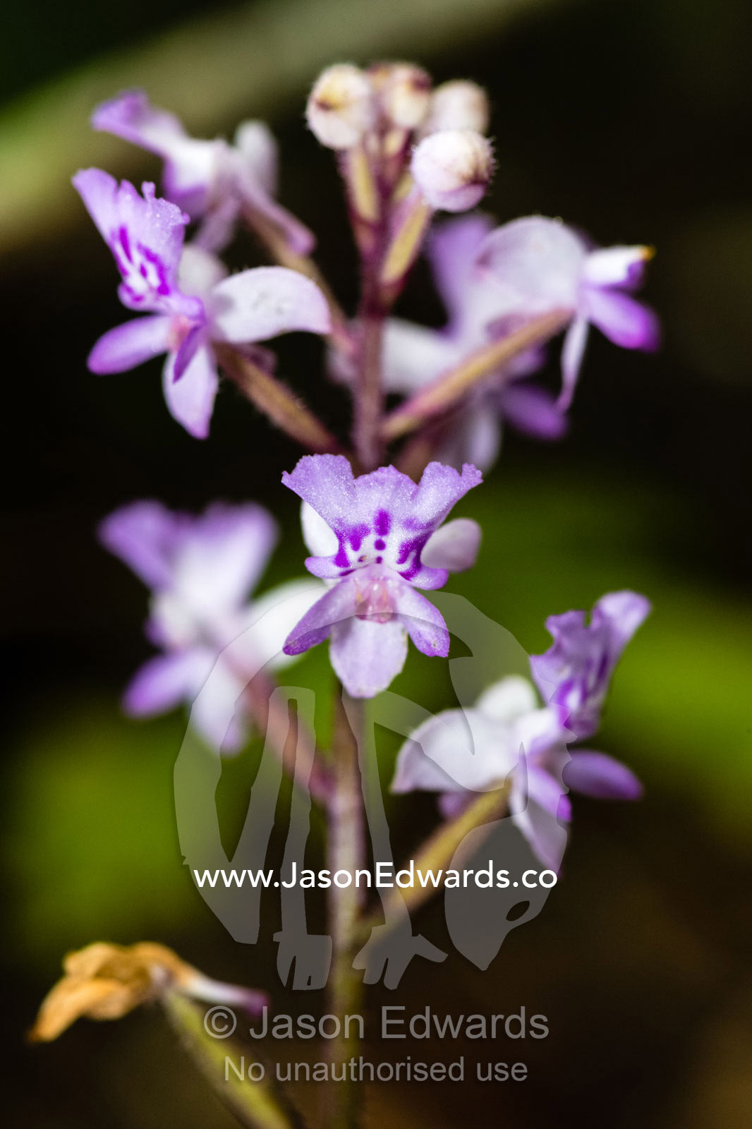 A delicate endemic purple orchid rises from the shadows of the forest floor. Andasibe-Mantadia National Park, Madagascar.