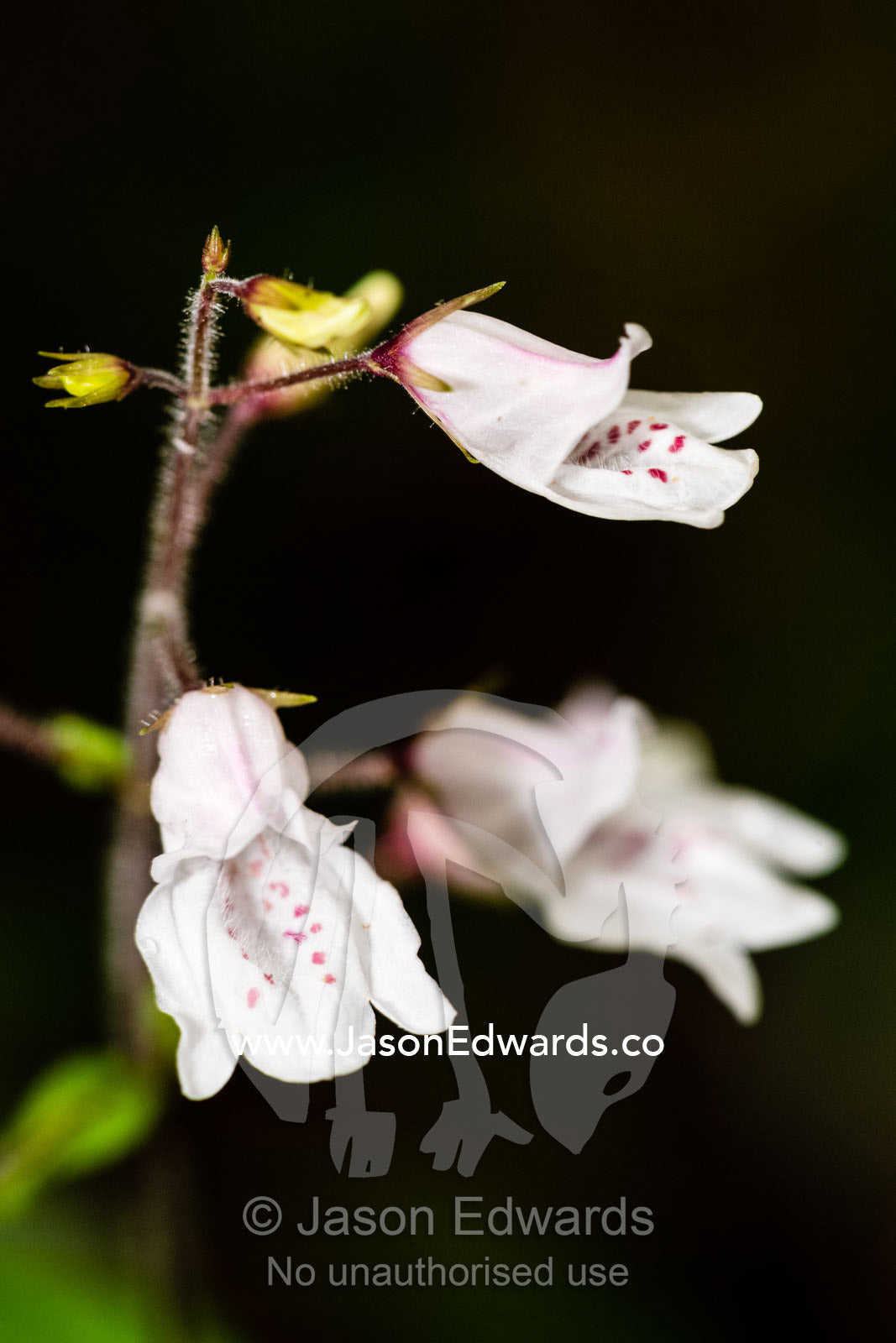 A delicate endemic white orchid with pink spots rises from the shadows of the forest floor. Andasibe-Mantadia National Park, Madagascar.