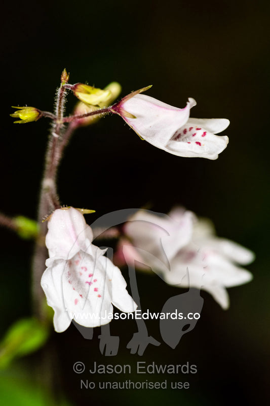 A delicate endemic white orchid with pink spots rises from the shadows of the forest floor. Andasibe-Mantadia National Park, Madagascar.