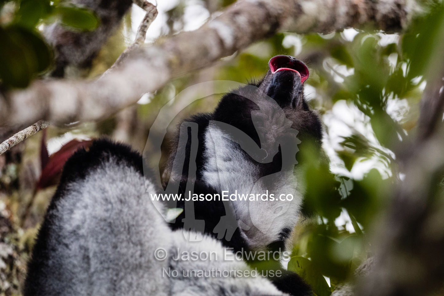 An Indri, also called the Babakoto, Indri indri, territory calling in the forest canopy and is critically endangered. Andasibe-Mantadia National Park, Madagascar.