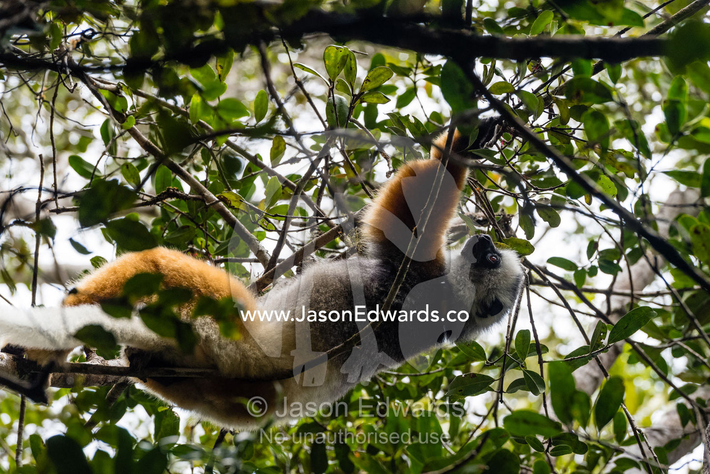 The critically endangered Diademed Sifaka, Propithecus diadema, or diademed simpona, sleeping in a tree. Andasibe-Mantadia National Park, Madagascar.