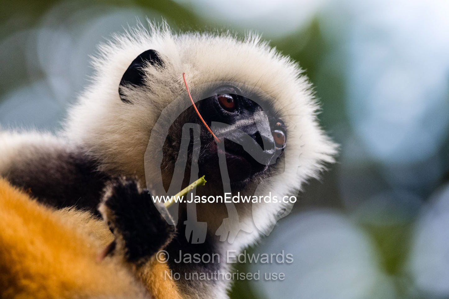 A critically endangered Diademed Sifaka, Propithecus diadema, or diademed simpona, feeding in a tree. Andasibe-Mantadia National Park, Madagascar.