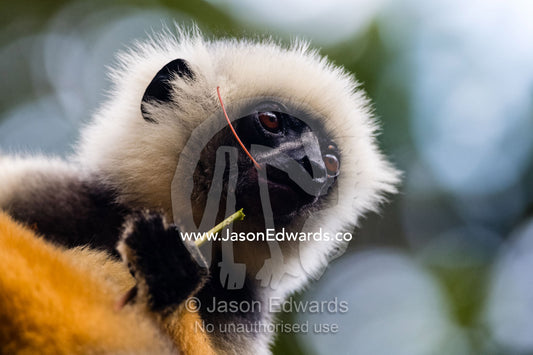 A critically endangered Diademed Sifaka, Propithecus diadema, or diademed simpona, feeding in a tree. Andasibe-Mantadia National Park, Madagascar.