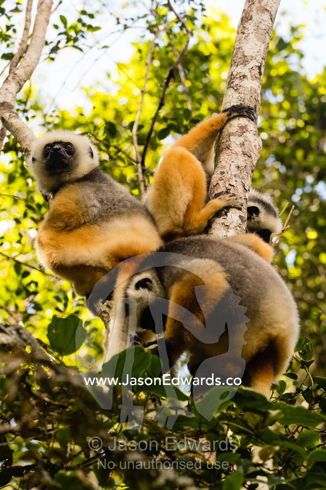 A family of critically endangered Diademed Sifaka, Propithecus diadema, or diademed simpona, in a tree. Andasibe-Mantadia National Park, Madagascar.