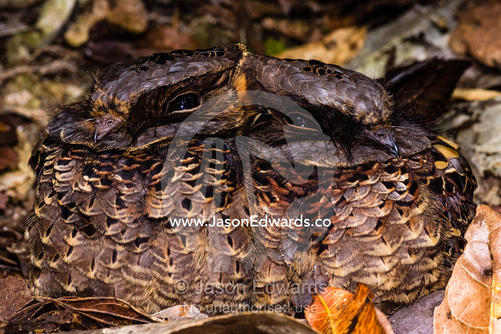 A breeding pair of Collared Nightjar, Gactornis enarratus, camouflaged in the leaf litter on a forest floor. Andasibe-Mantadia National Park, Madagascar.