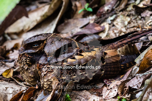 A breeding pair of Collared Nightjar, Gactornis enarratus, camouflaged in the leaf litter on a forest floor. Andasibe-Mantadia National Park, Madagascar.