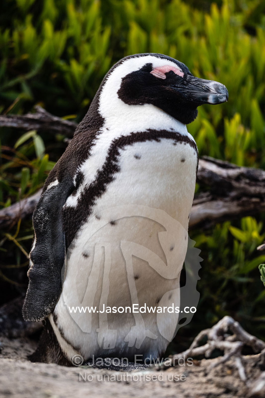 An endangered African Penguin, Spheniscus demersus, sleeping in a coastal sand dune. Cape Town, South Africa