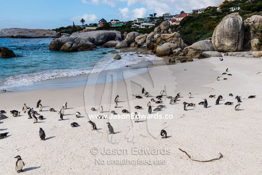 A colony of endangered African Penguin, Spheniscus demersus, resting on a sheltered sandy beach. Cape Town, Cape Peninsula, Boulders Beach, Western Cape Province, South Africa