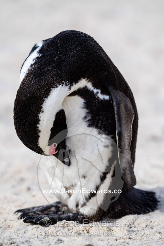 An endangered African Penguin, Spheniscus demersus, preening its feather plumage with its' beak. Cape Town, Cape Peninsula, Boulders Beach, Western Cape Province, South Africa