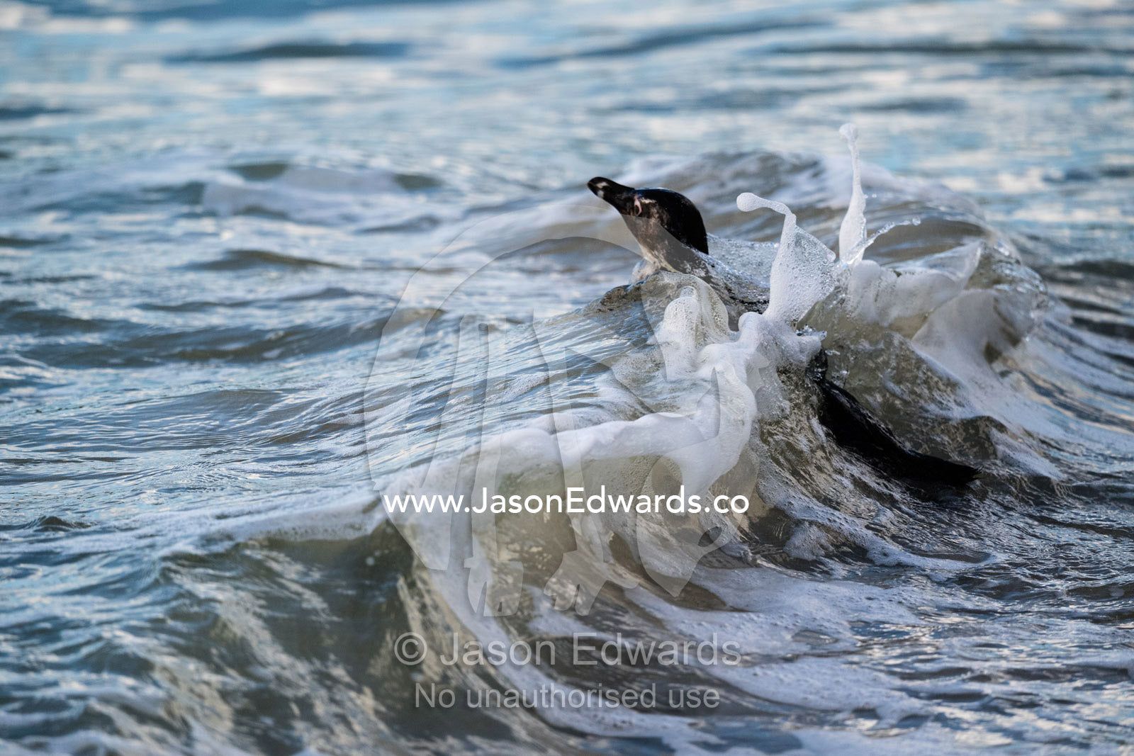An endangered African Penguin, Spheniscus demersus, swimming through a wave out to see. Cape Town, Cape Peninsula, Boulders Beach, Western Cape Province, South Africa