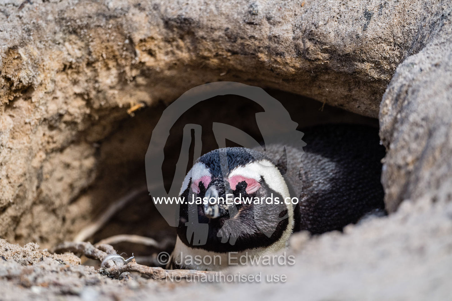 An endangered African Penguin, Spheniscus demersus, sleeping in a nest burrow entrance. Cape Town, Cape Peninsula, Boulders Beach, Western Cape Province, South Africa